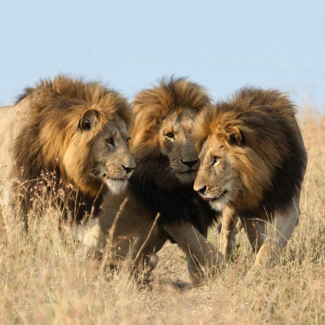 Живность из сети