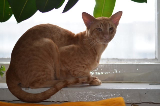 Коты и Кошки