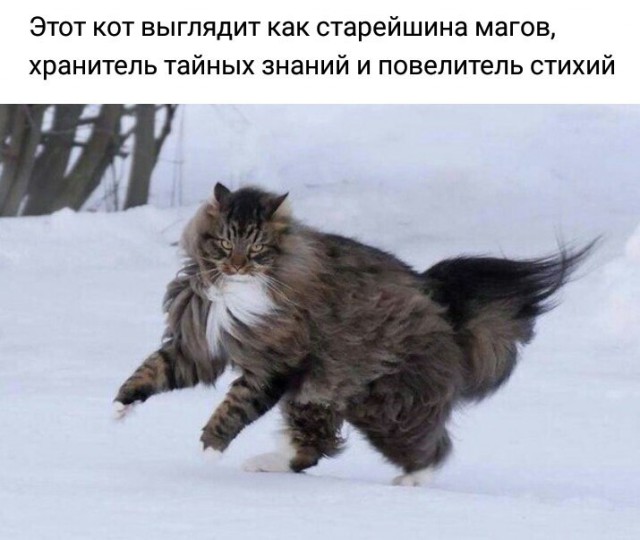 130 картинок для поднятия настроения!