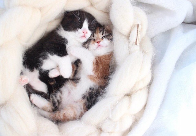 Прикольных котов пост