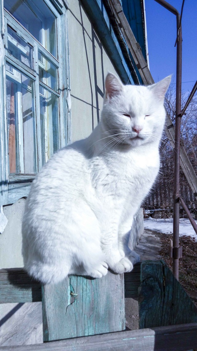 Котовторник 27.03.2018