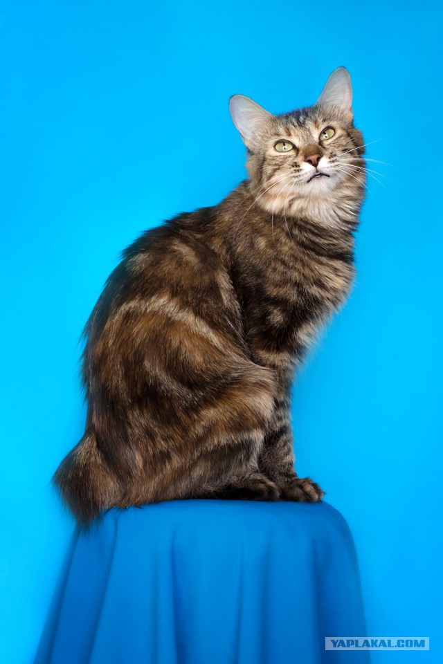 Котовторник