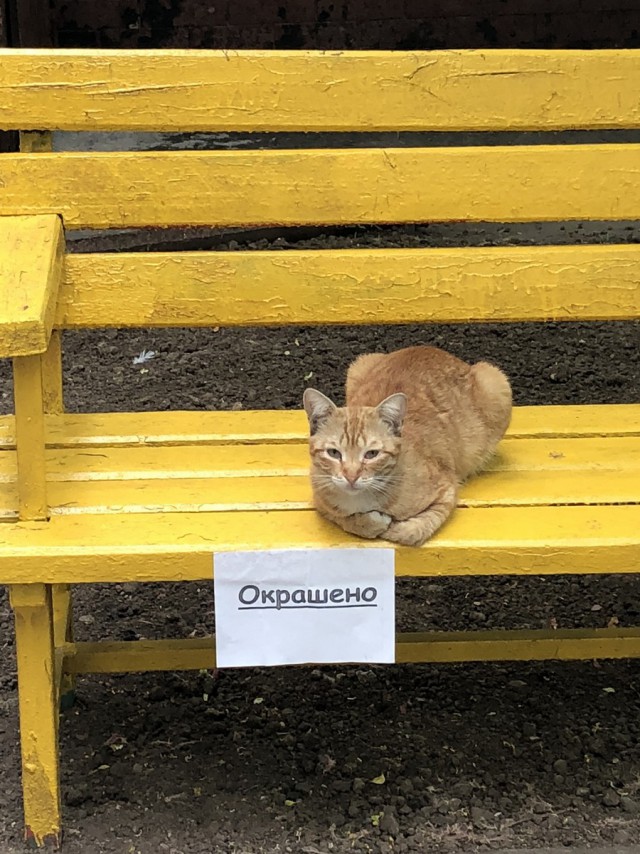 Прикольных котов пост