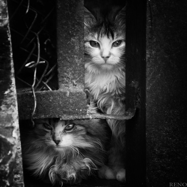 Котовторник на ЯПлакалъ (13.05.08)