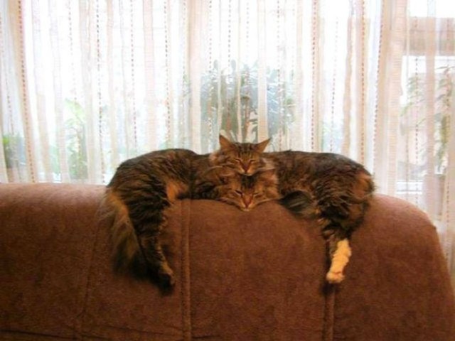 Немного милоты