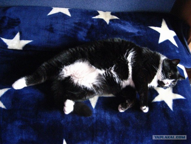 Ура, котовторник! (01.07.2008)