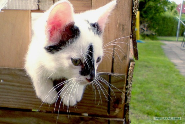 Внимание! На ЯПе КОТОВТОРНИК. 23.09.08.