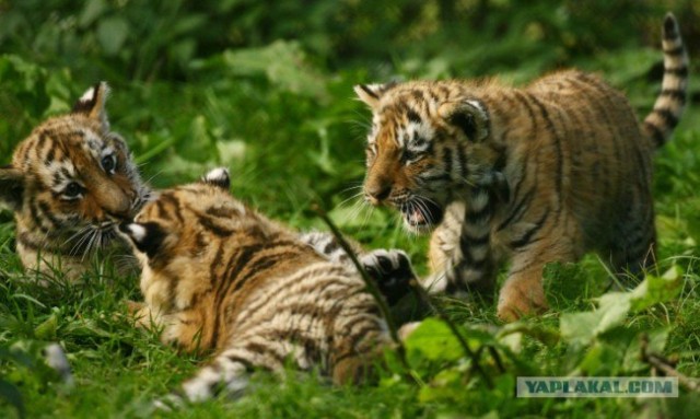 Сибирские тигрята