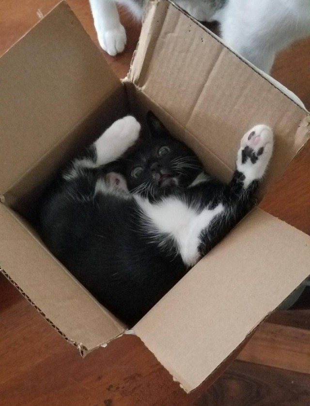 Немного милоты