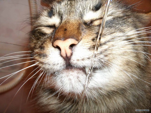 Котовторник на 1-е июня
