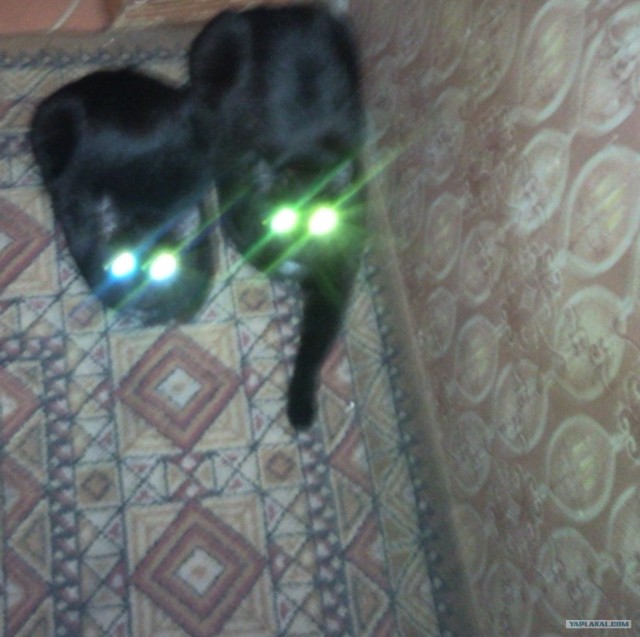 Котовторник уже сегодня!