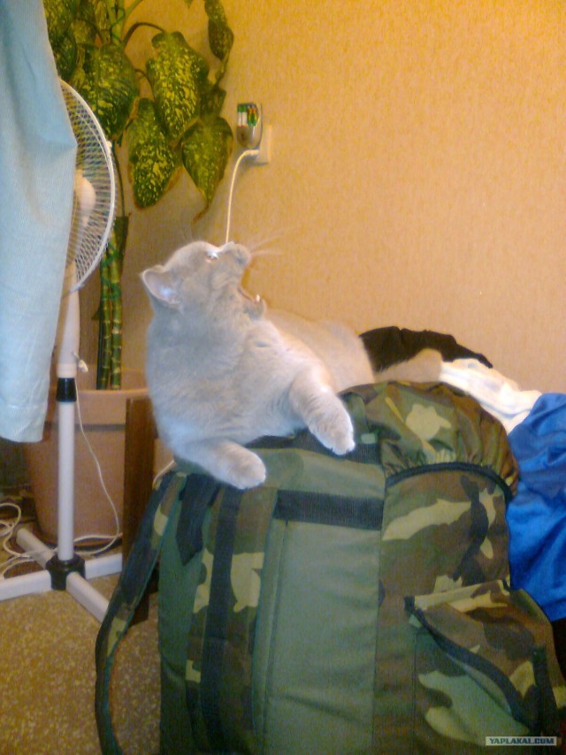 Котовторник (10.01.2012)