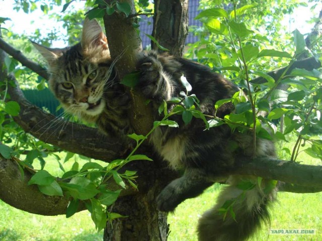 Котовторник (31.01.2012)