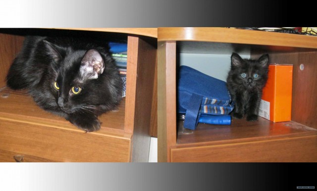 Котовторник! 13.03.2012