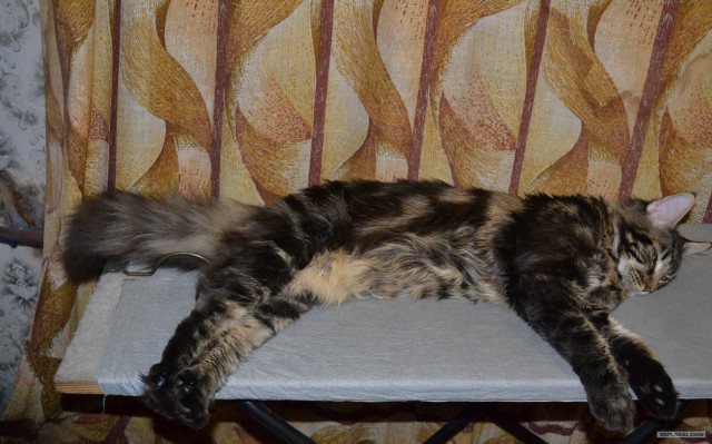 Котовторник на 26.06.12
