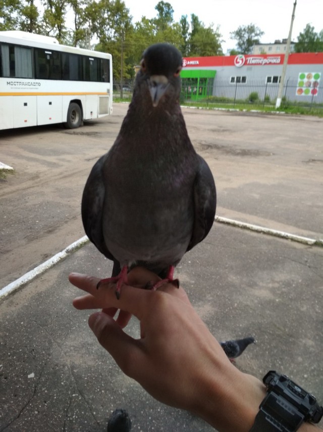 Живность из сети