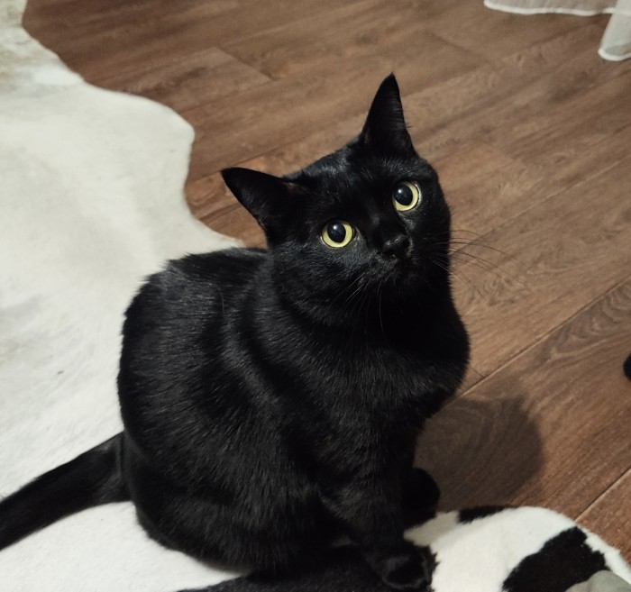 Котовторник 28.01.2020