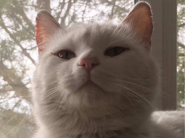 Коты, которые нас порадовали!
