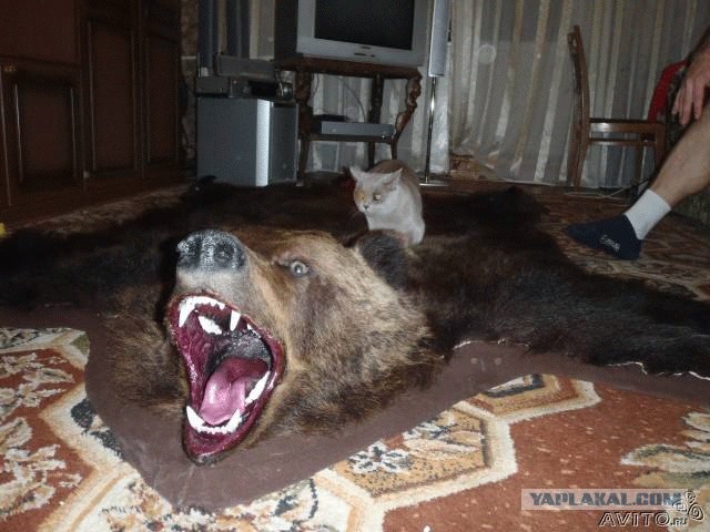 Таксидермия + наркомания