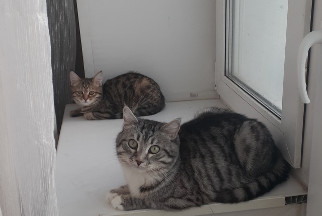 Котовторнику быть!