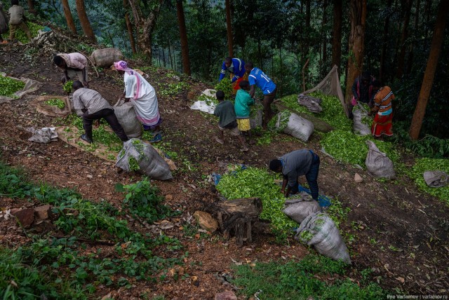 Уганда: самая настоящая Африка с гориллами и носорогами!