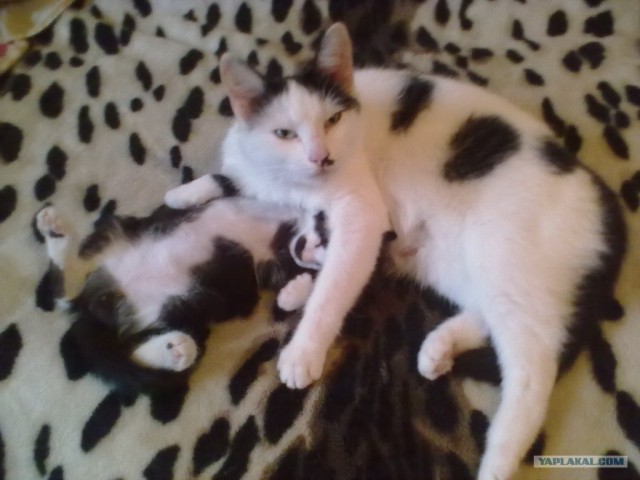 Большой маленького спас