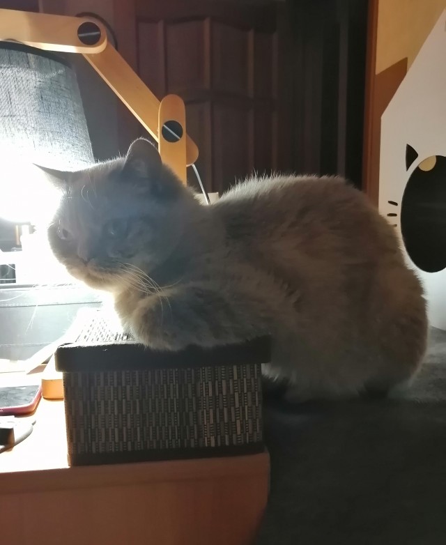 С котовторником!