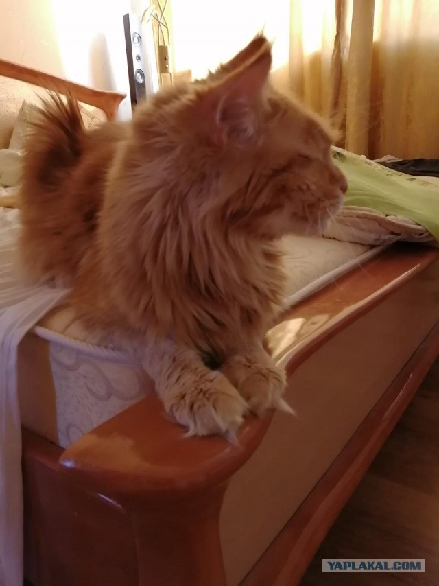 К Котовторнику