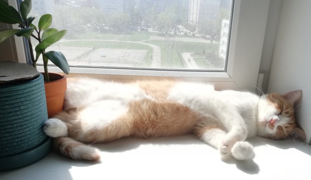 Хоба! Котовторник!