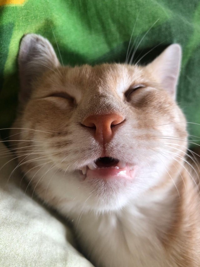 Кот Василий