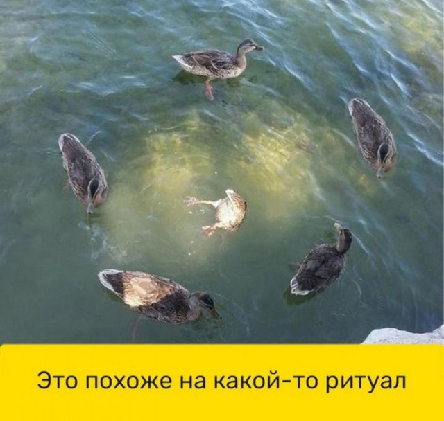 Кретинизмы из сети 03.09.2021