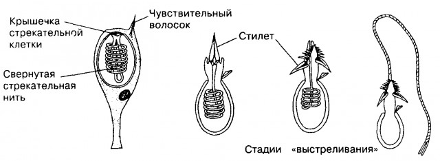 Так вот почему крапива, такая жгучая