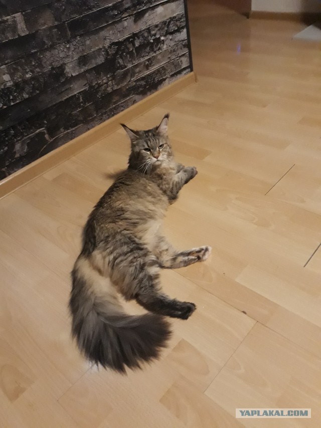 Новая хозяйка (к котовторнику)