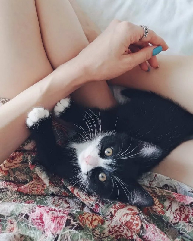 Девушки котовторника
