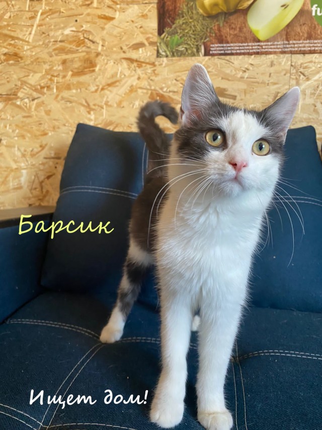 Жизнь домашнего приюта "Котоленд" 324