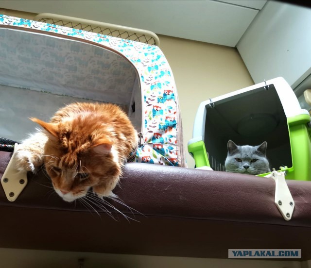 Помогите советом про котика