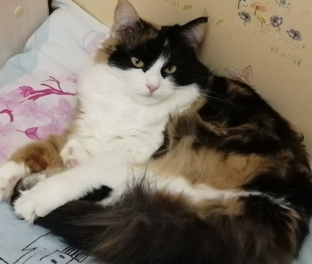 Котовторник ведь начался!