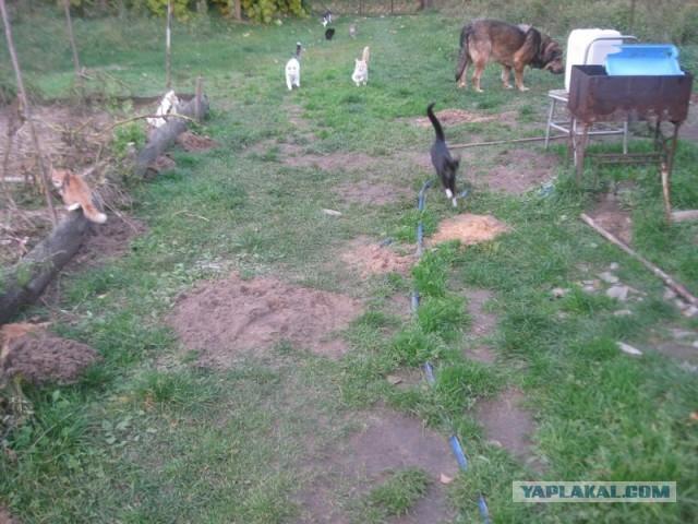 Жизнь домашнего приюта для котеек 417