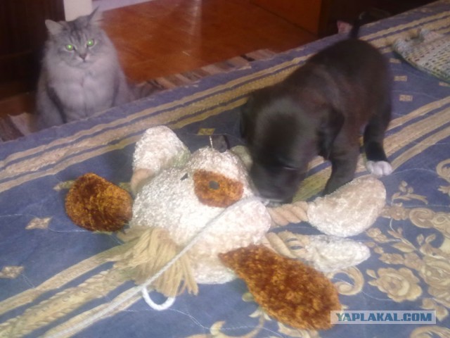 Котовторник  19.03.2013