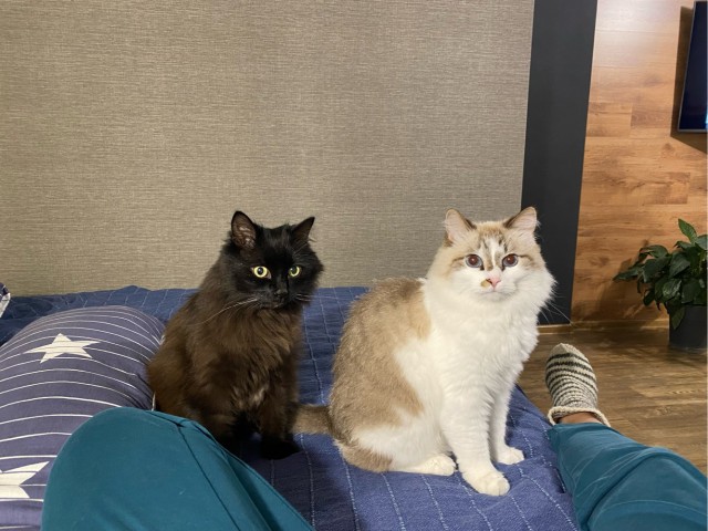 Котовторник 17.01.23