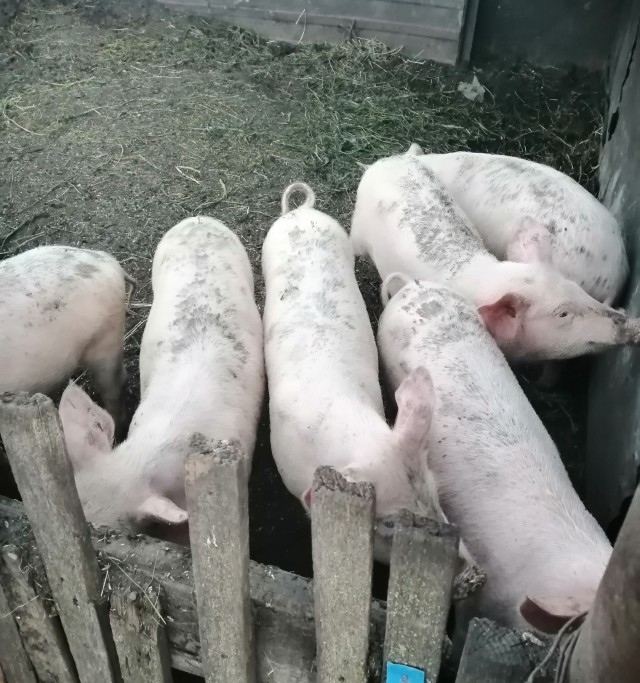 Дрессировка слонов и Аленей