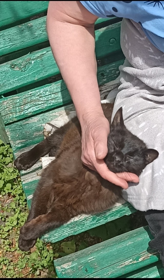 У меня собаки нет