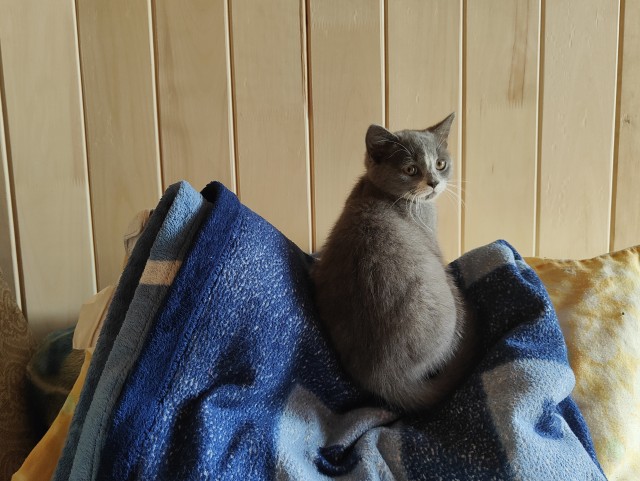 Вот вам ещё милоты