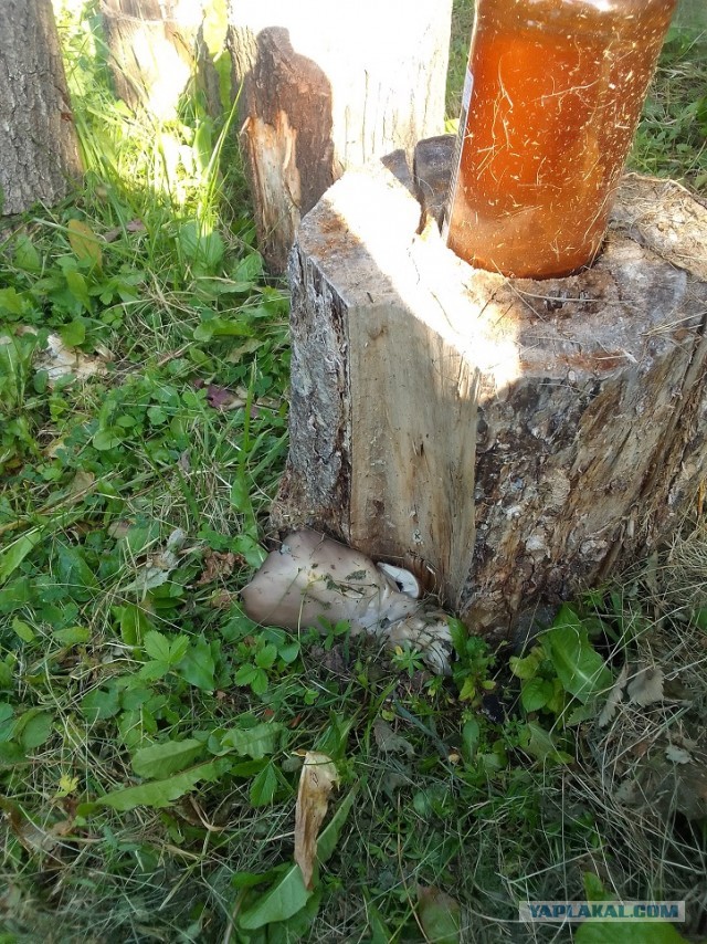 И снова про грибы