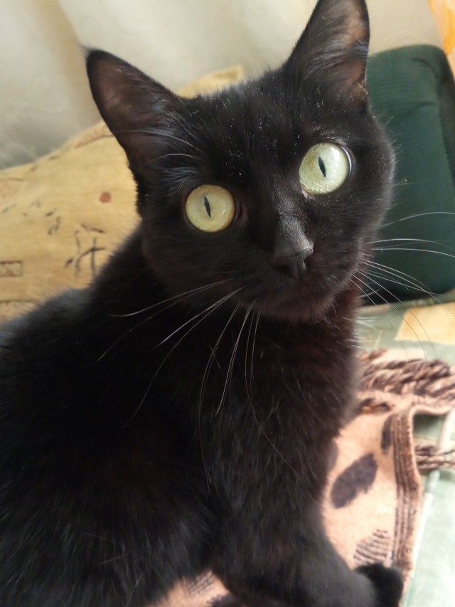 Спасение котенка