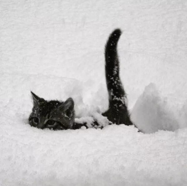 Котики из снега и котики на снегу