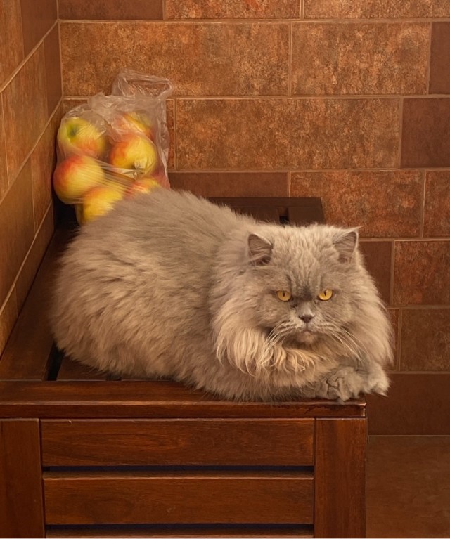 Котовторник