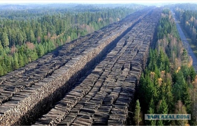 «Дровосек» нарубил на 54 мульта