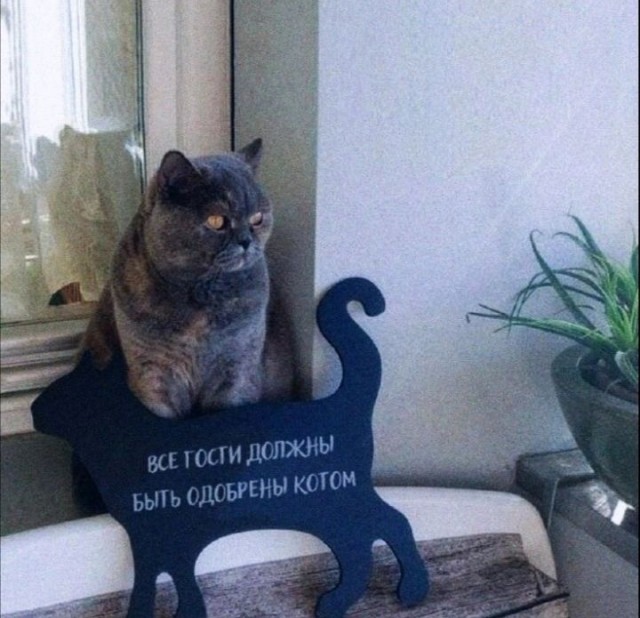 Котовтоник в картинках
