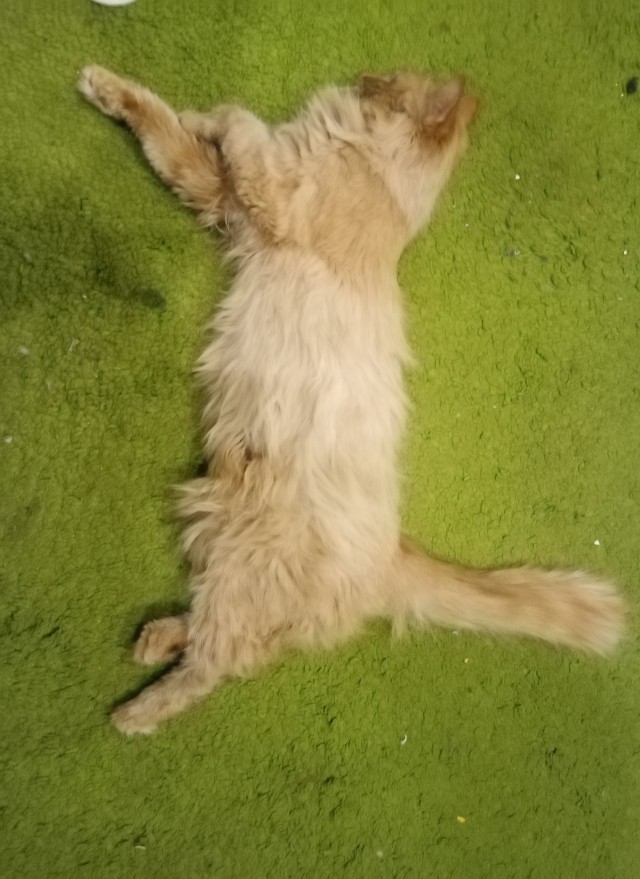 Рыжий кот